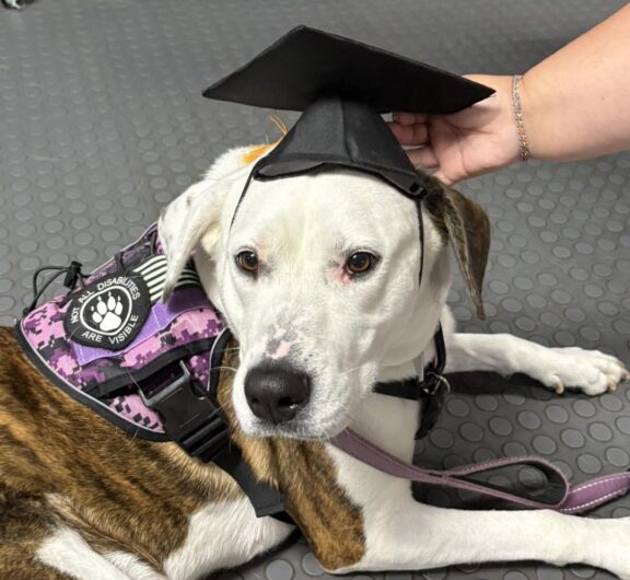 new Operation At Ease service dog graduate lying on floor wearing grad cap